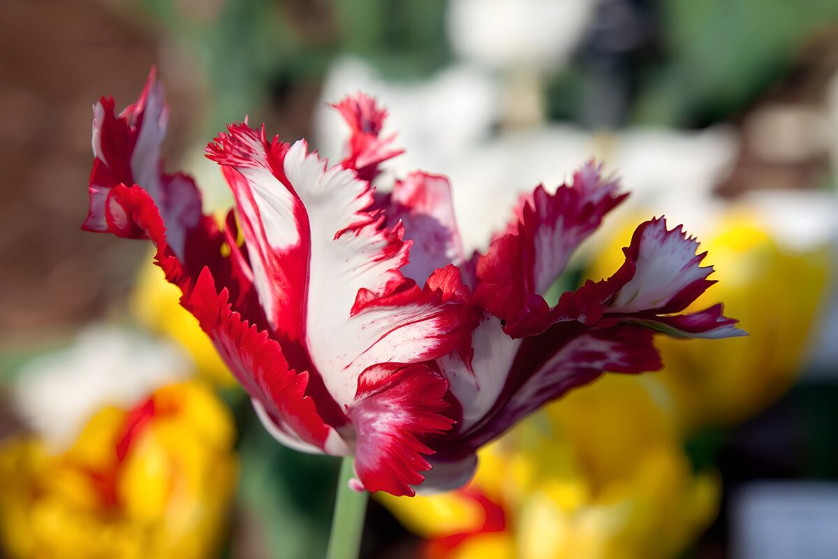 TPFR17672: Tulipe flamboyante et colorée