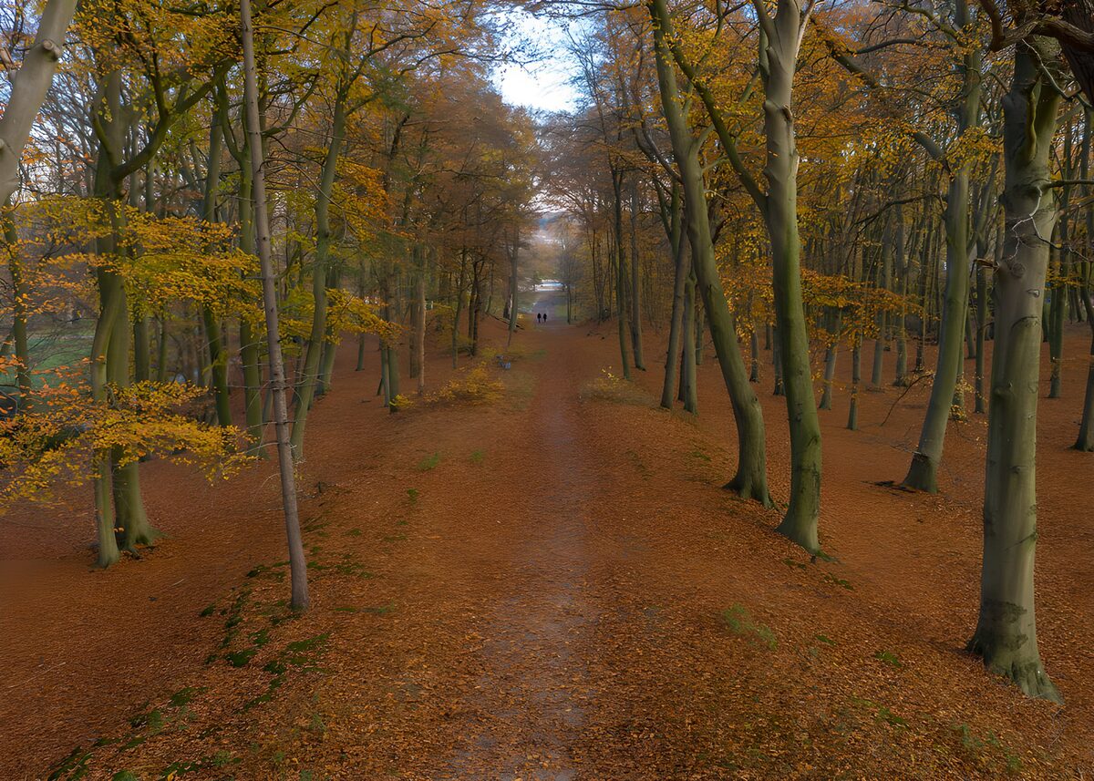 TPFR37855: Forêt d'automne paisible
