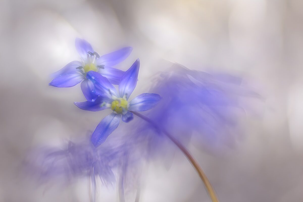 TPFR66841: Fleurs violettes en mouvement léger