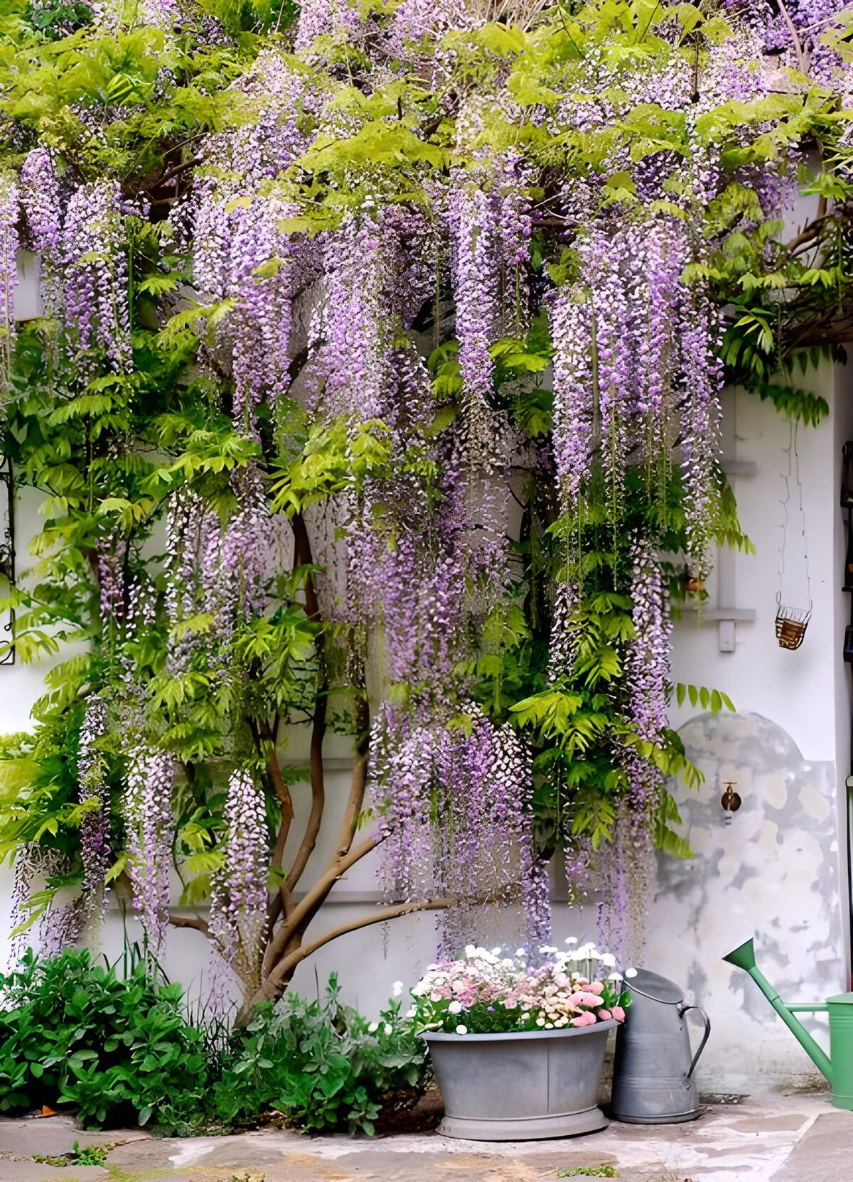 Glycine mauve adossée à un vieux mur