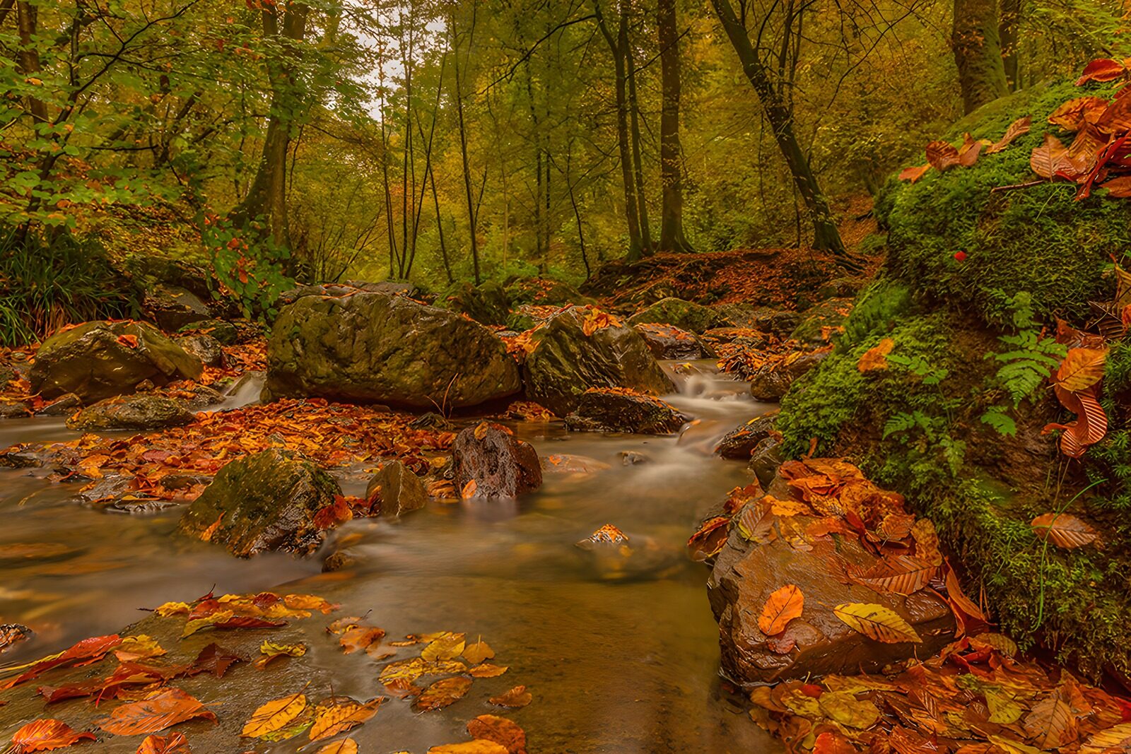 TPFR47019: Couleurs d'automne au bord de l'eau