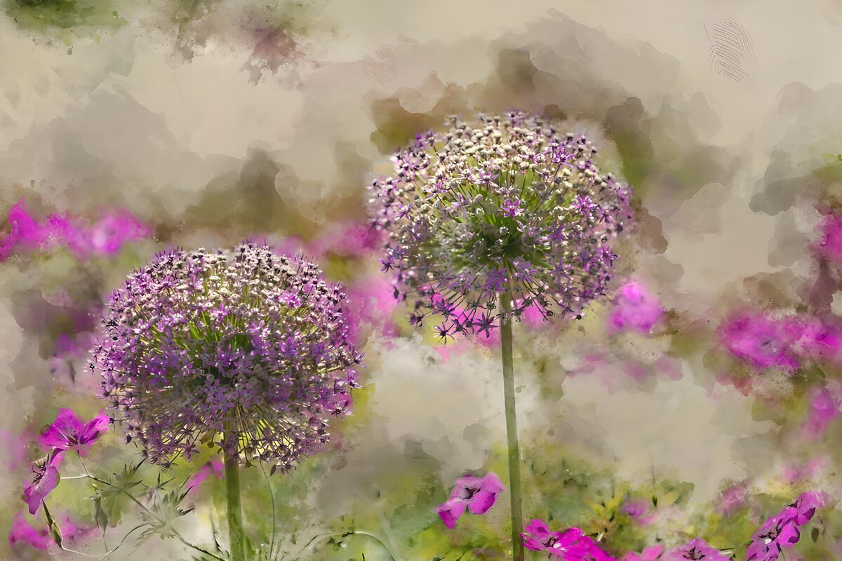 TPFR15331: Fleurs violettes dans un jardin en fleur