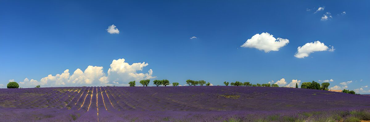 Champ de lavande sous le ciel bleu