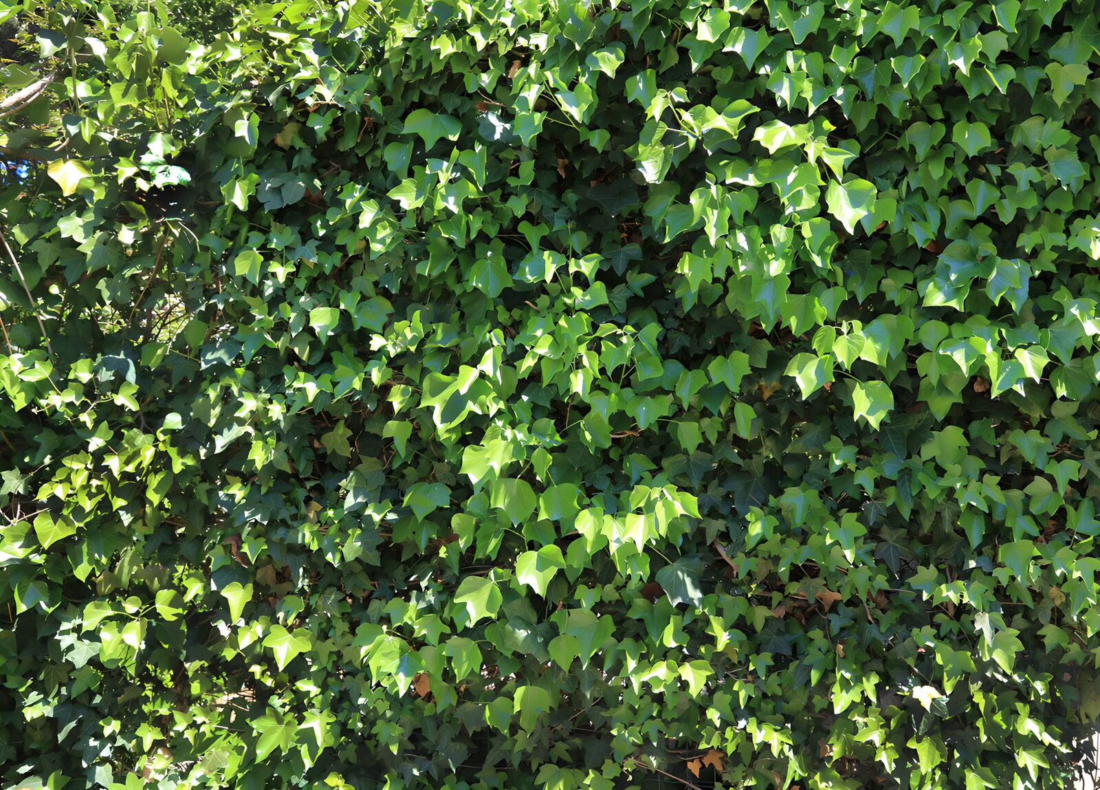 TPFR46037: : Mur de lierre verdoyant