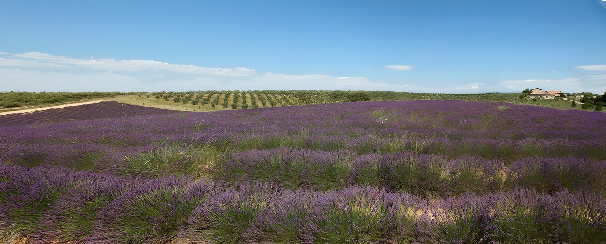 TPFR37298: Champs de lavande en Provence