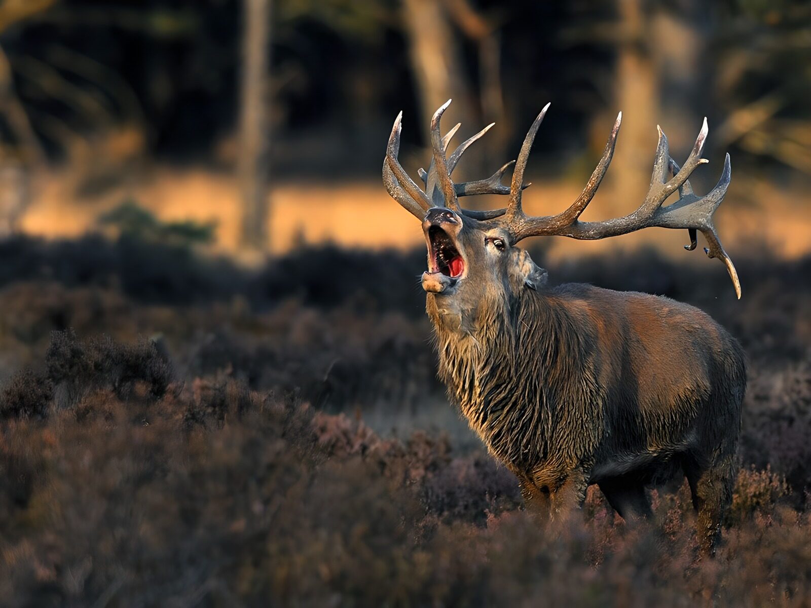 TPFR57406: Cerf impressionnant dans la nature
