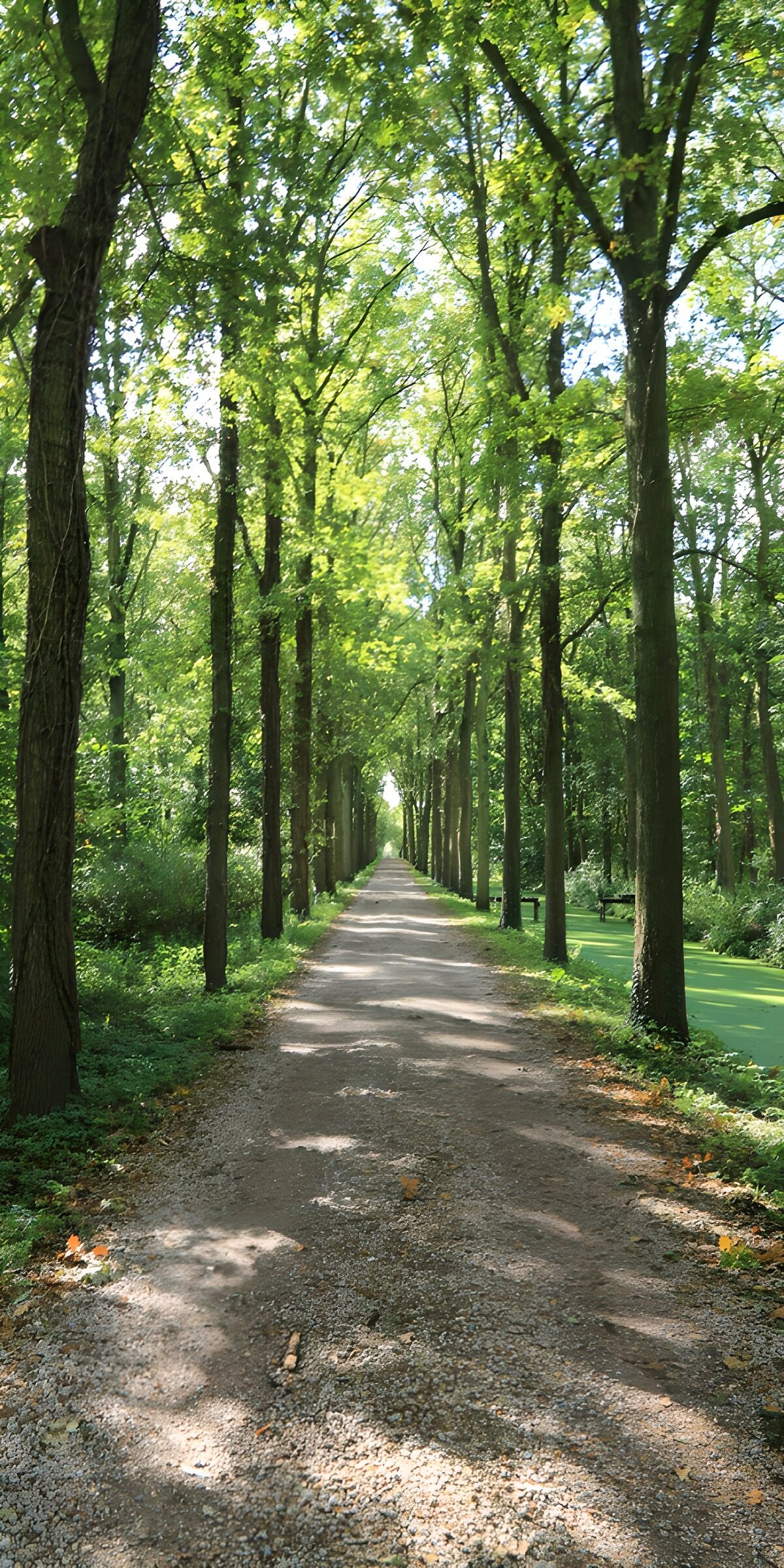 TPFR66665: Chemin paisible au cœur de la forêt