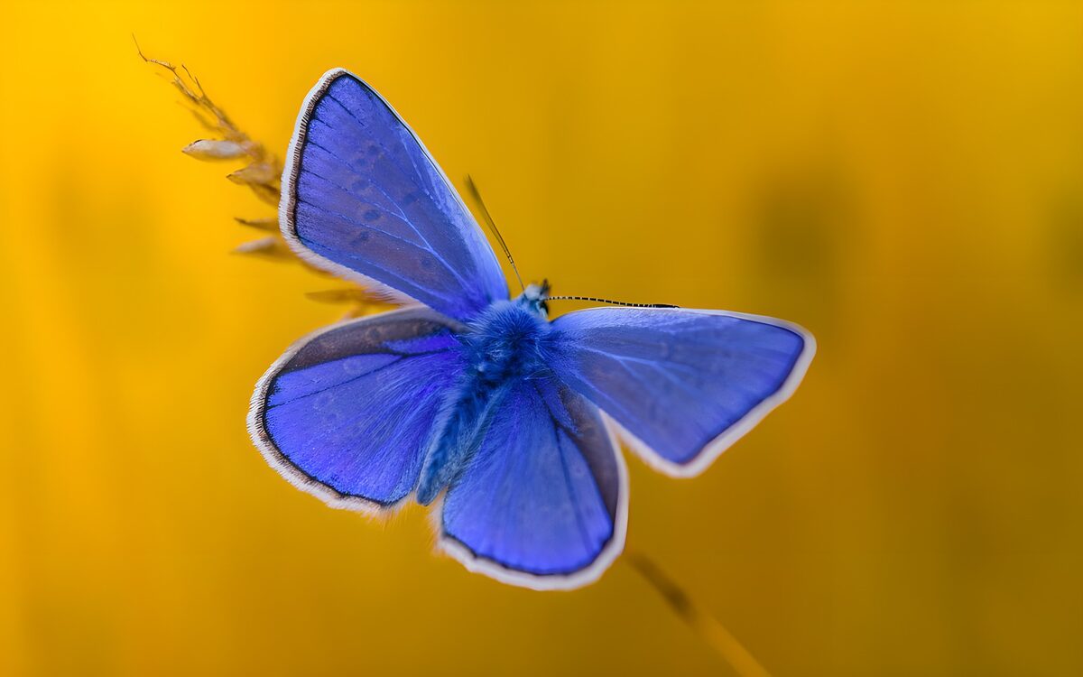 Papillon bleu sur fond jaune