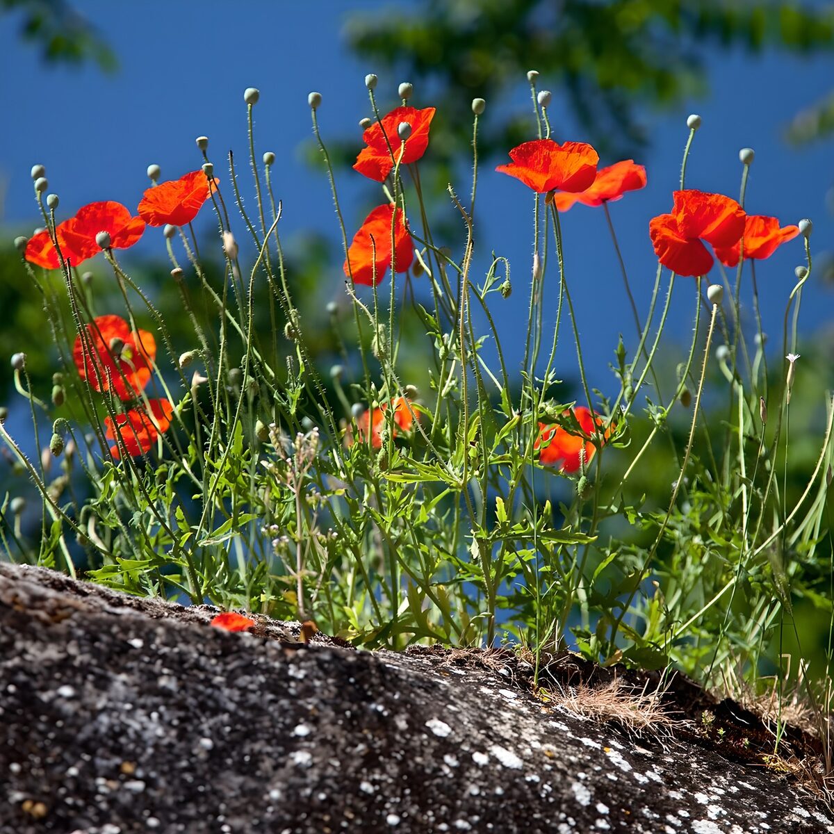 Coquelicots en fleur au printemps