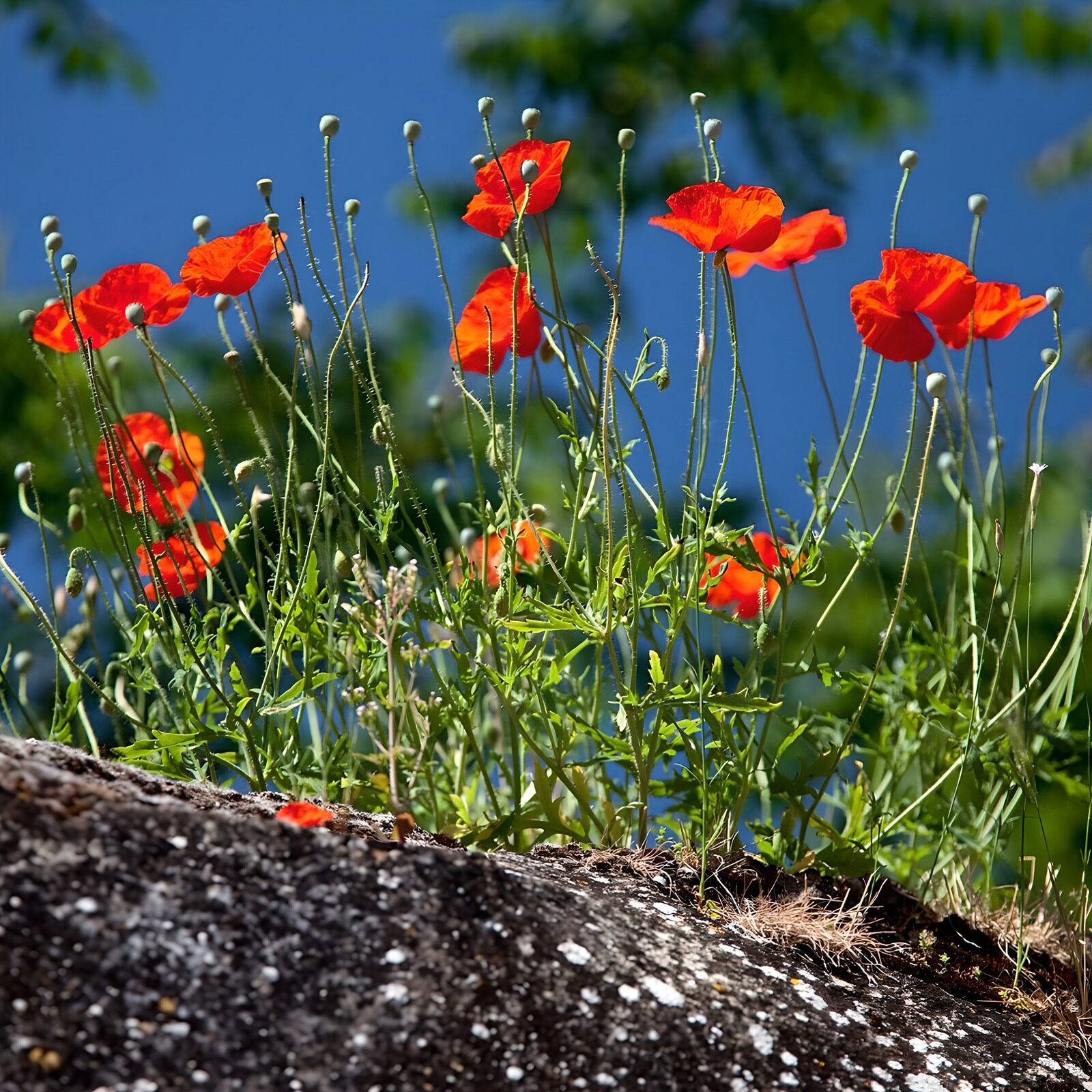 TPFR66295: Coquelicots en fleur au printemps