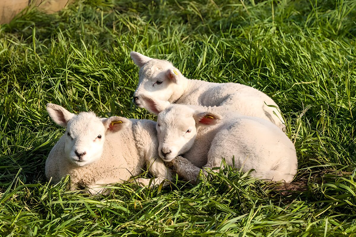 TPFR32870: Agneaux paisibles dans l'herbe