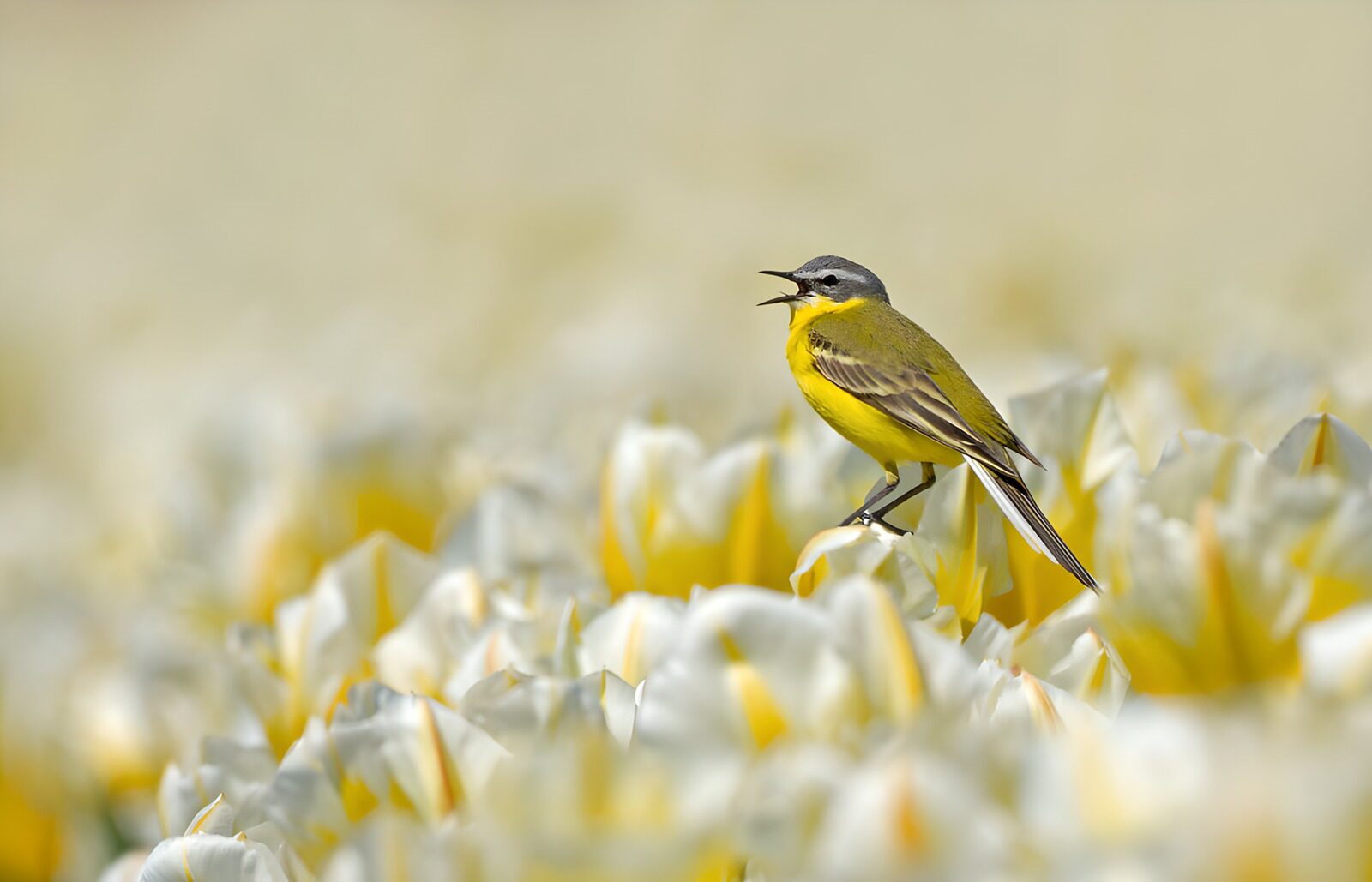 TPFR79162: Oiseau chanteur parmi les tulipes