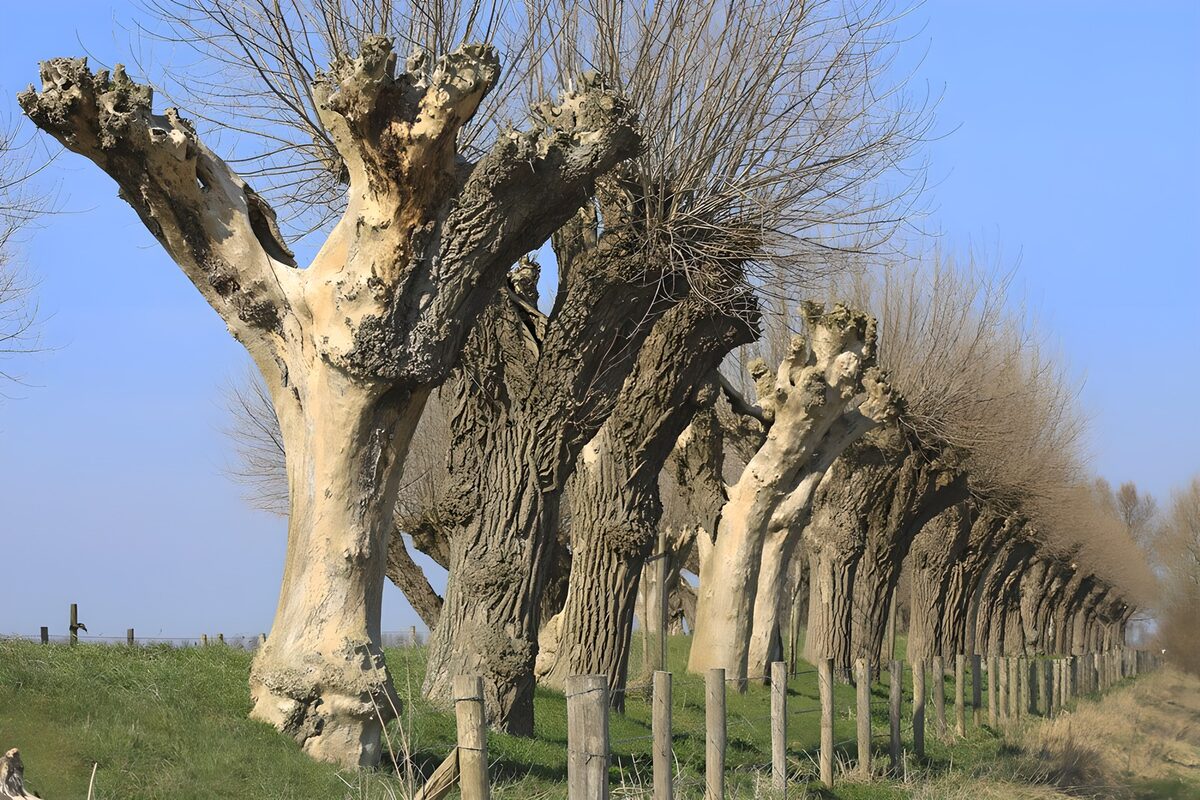TPFR66887: Alignement de Platanes Sculptés