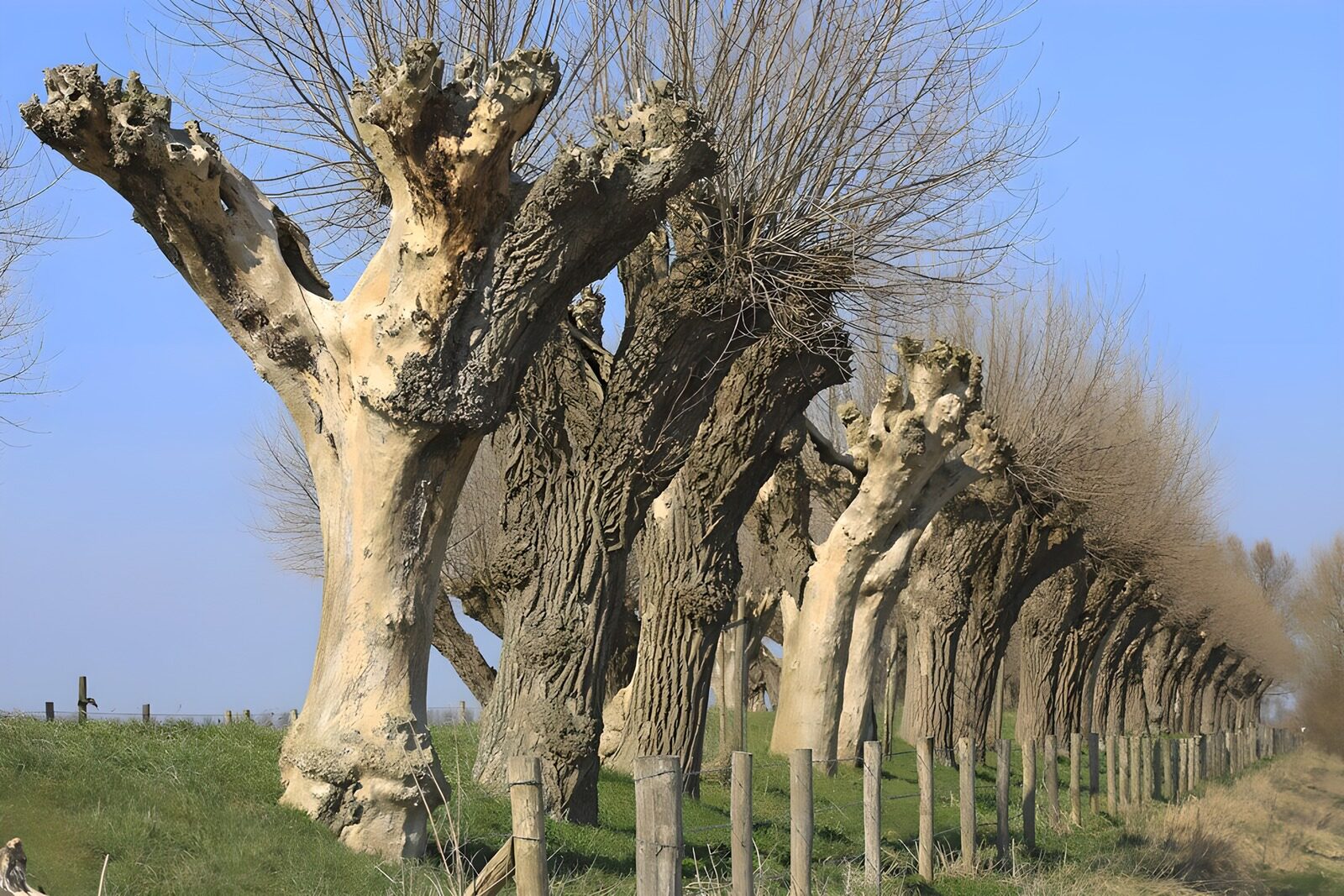 TPFR66887: Alignement de Platanes Sculptés