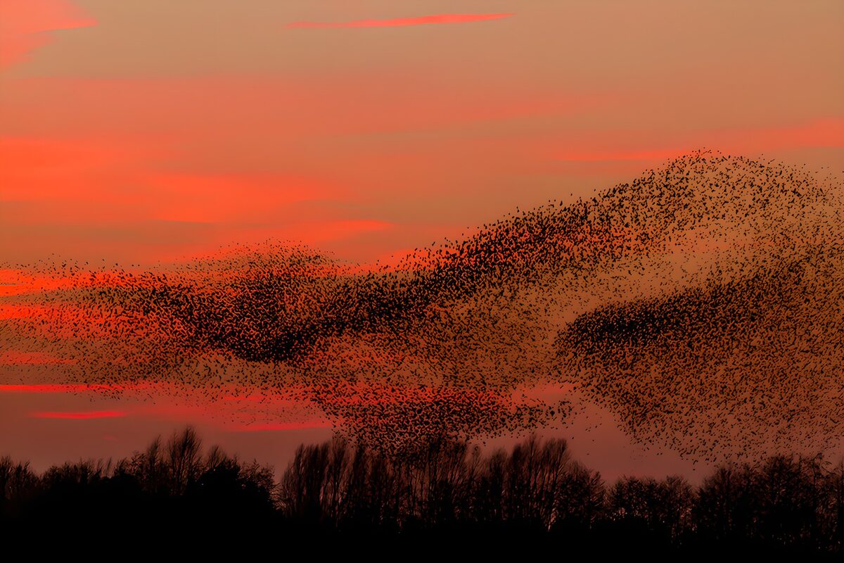 TPFR76687: Nuée d'oiseaux au crépuscule