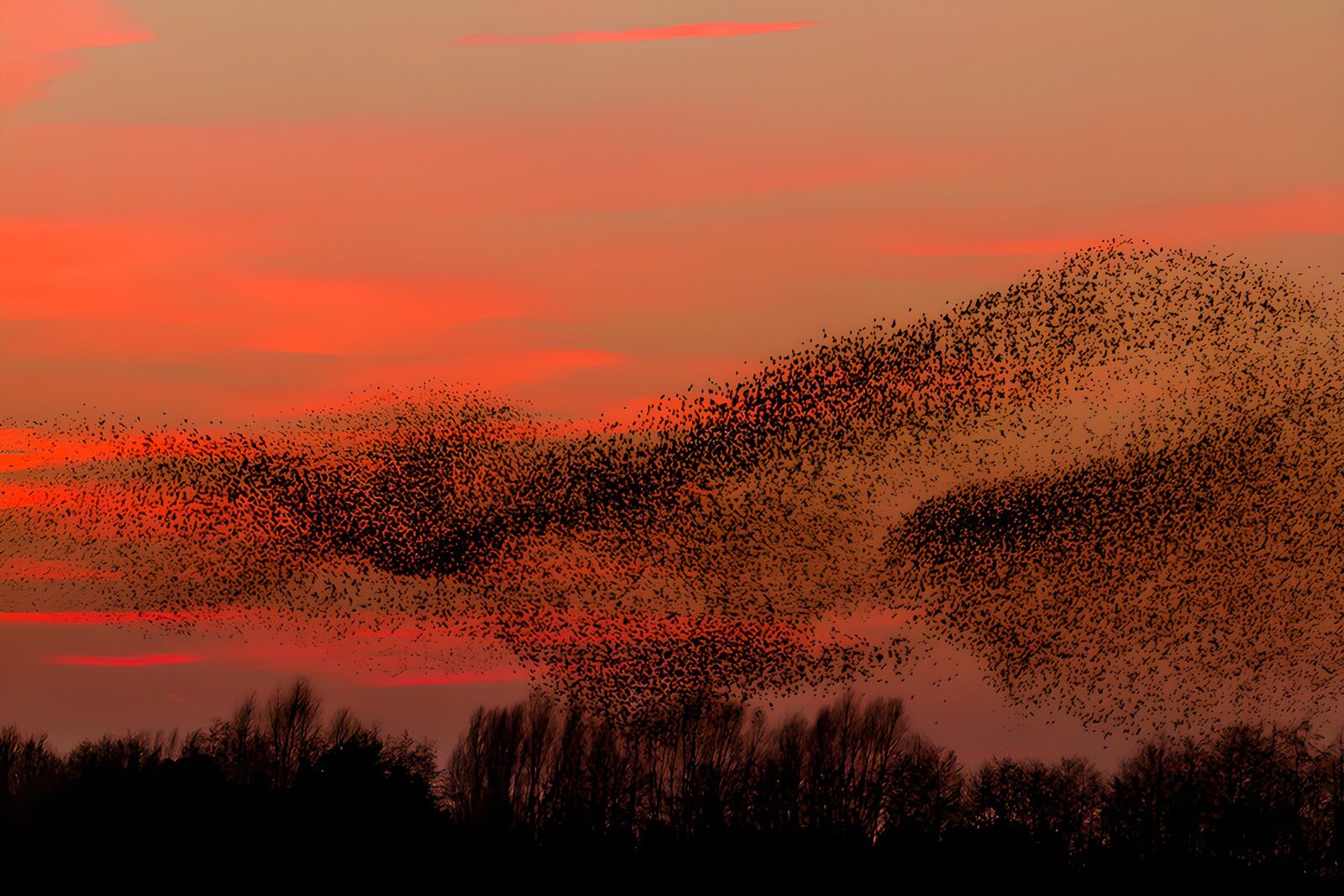 TPFR76687: Nuée d'oiseaux au crépuscule