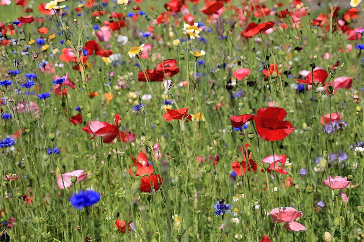 Champ de fleurs colorées en été