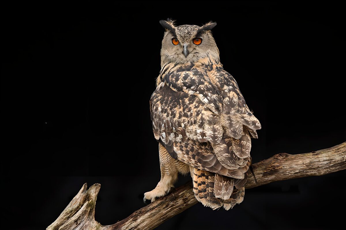 Hibou majestueux sur une branche