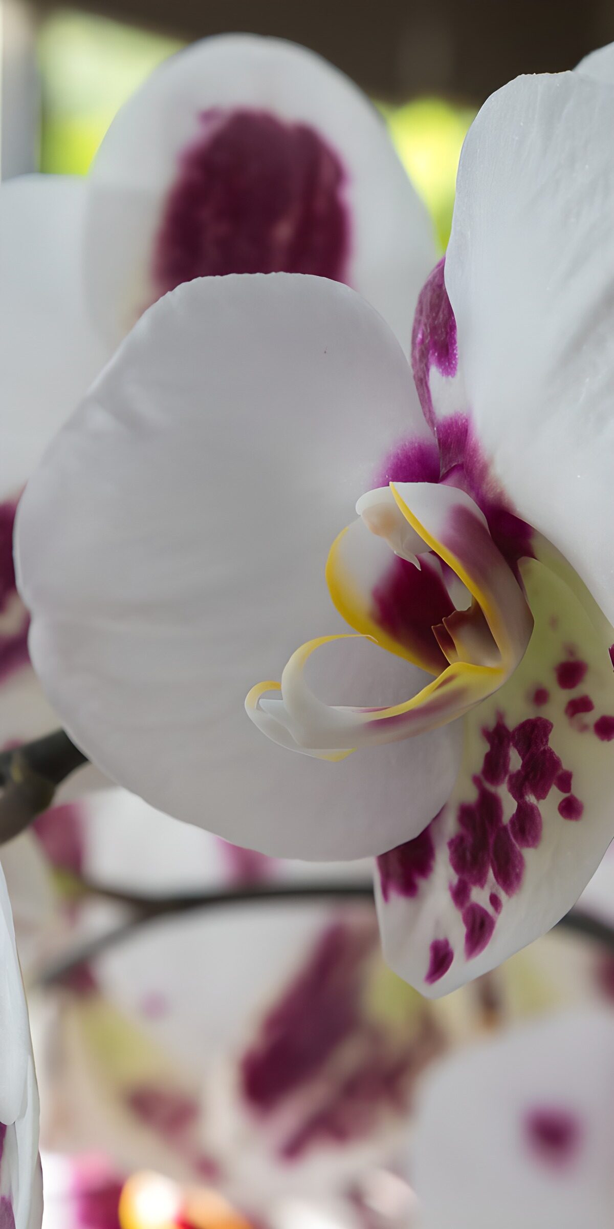 TPFR26670: Orchidee délicate en fleurs
