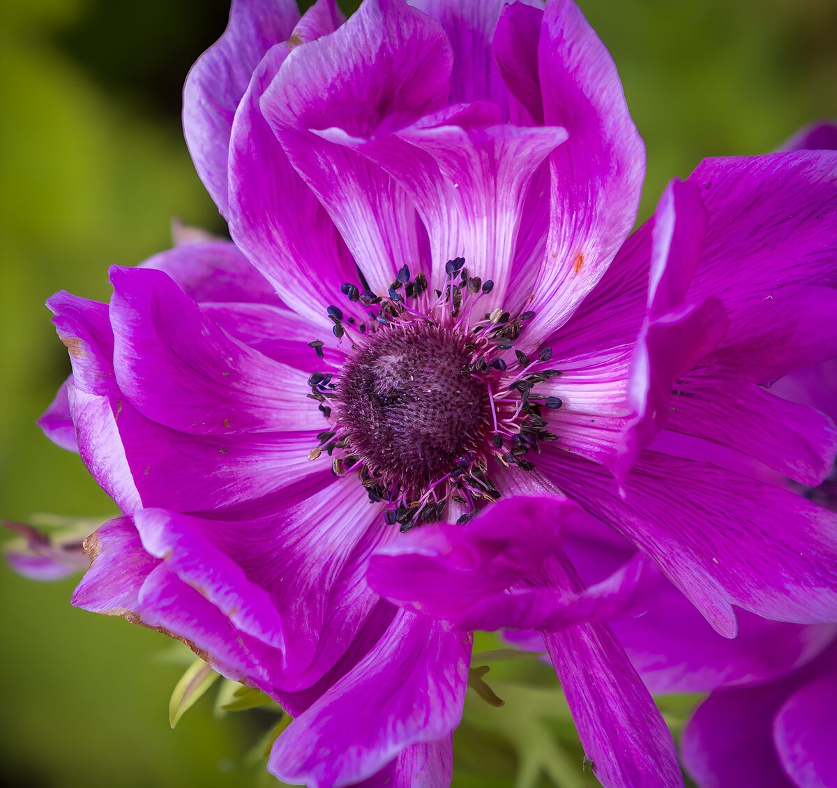 TPFR56073: Anémone violette éclatante