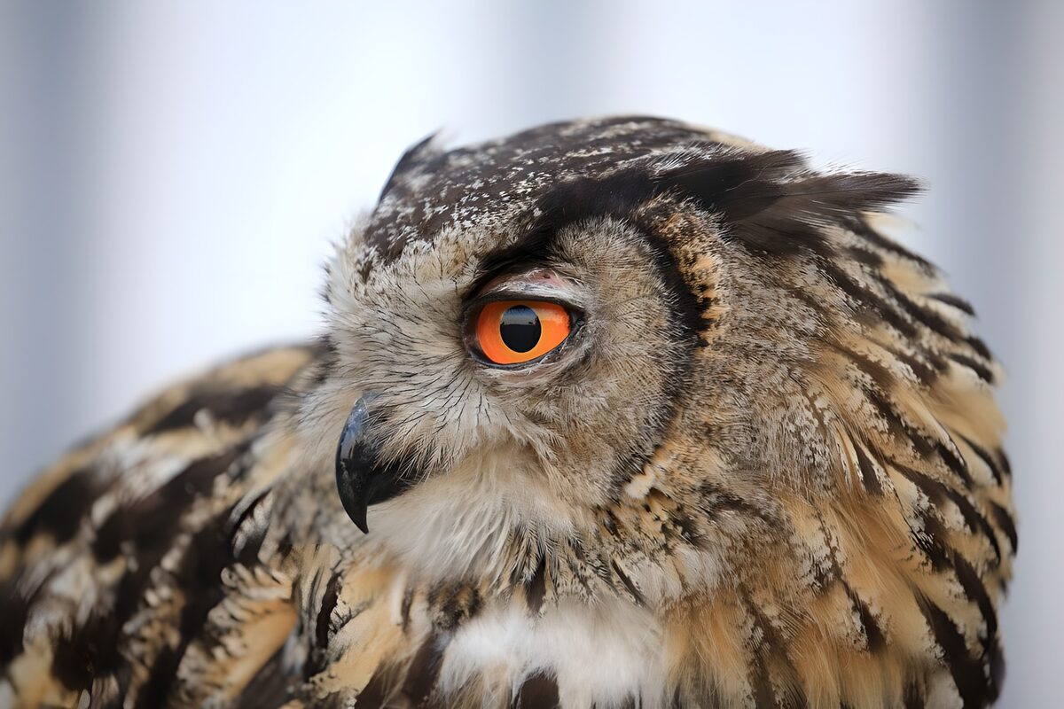 Hibou aux yeux flamboyants