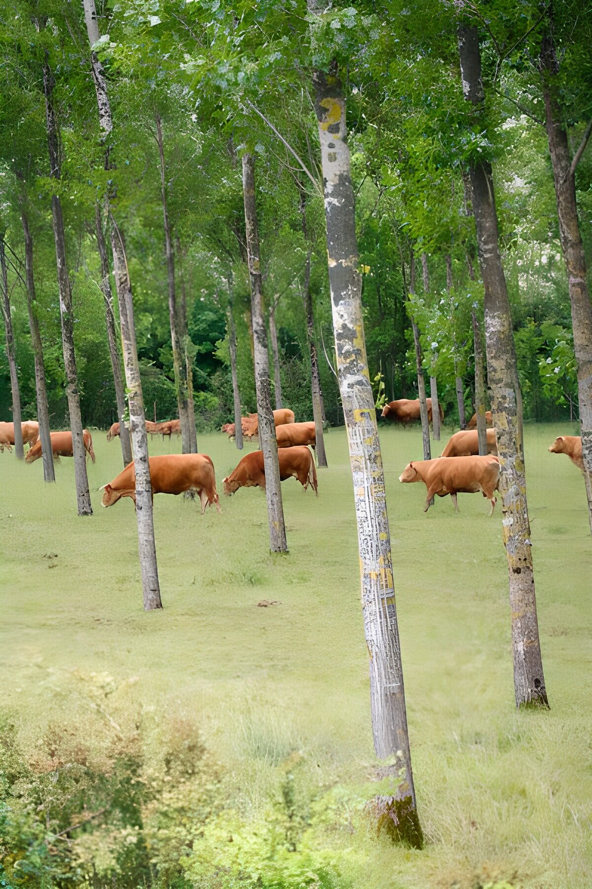 TPFR10992: Troupeau de vaches entre les arbres dans un bois
