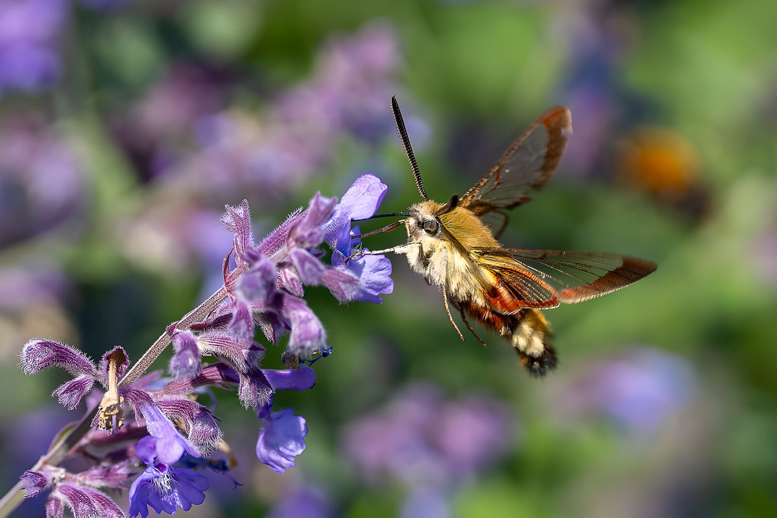 TPFR12293: Papillon-mouche sur fleurs violettes