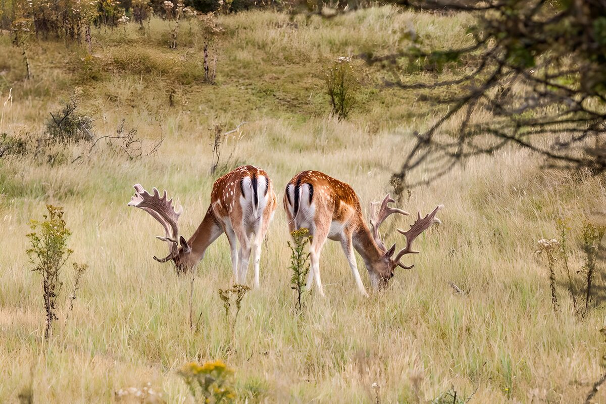 TPFR55751: Cerfs en train de paître dans la prairie