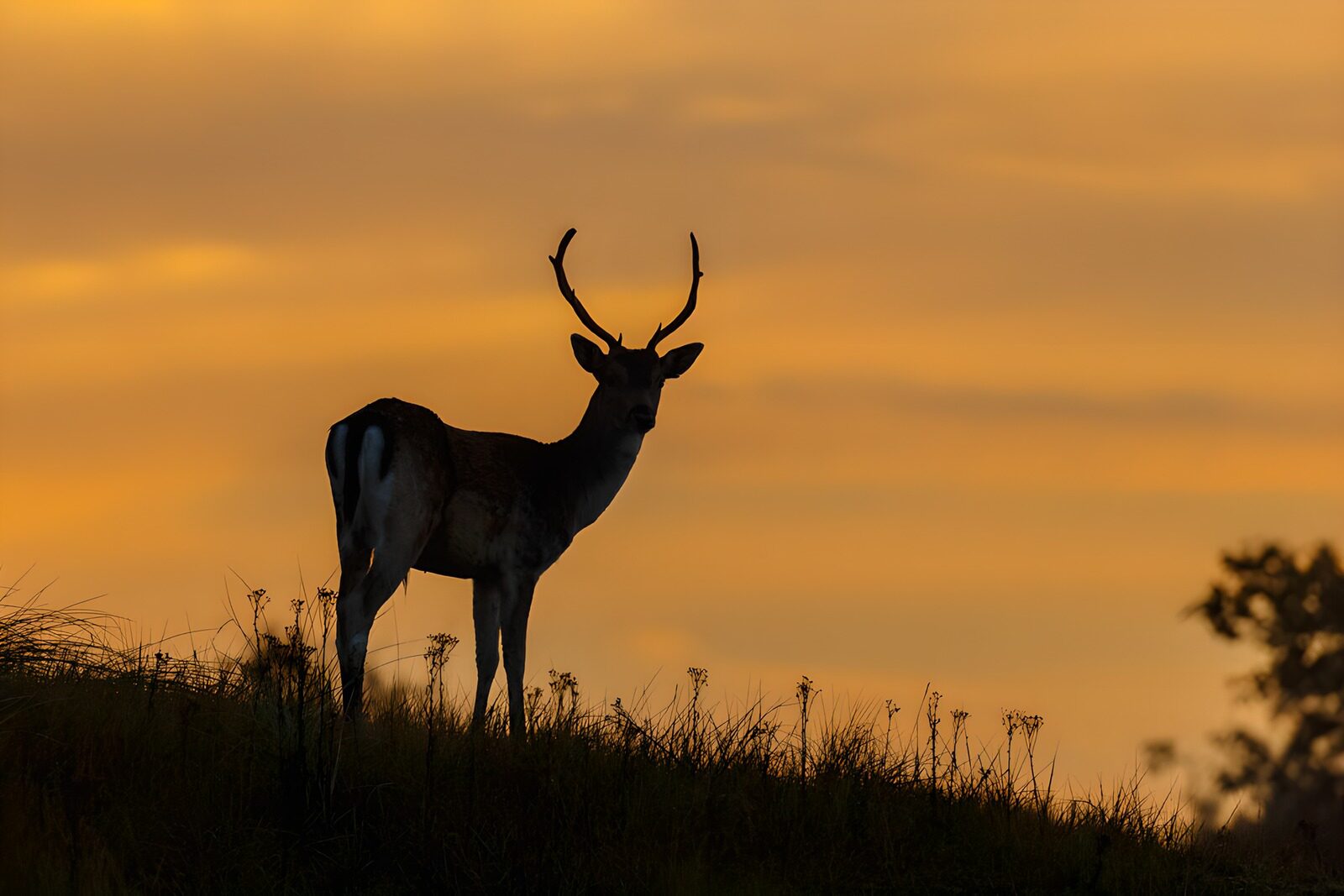 TPFR83891: Cerf au coucher du soleil