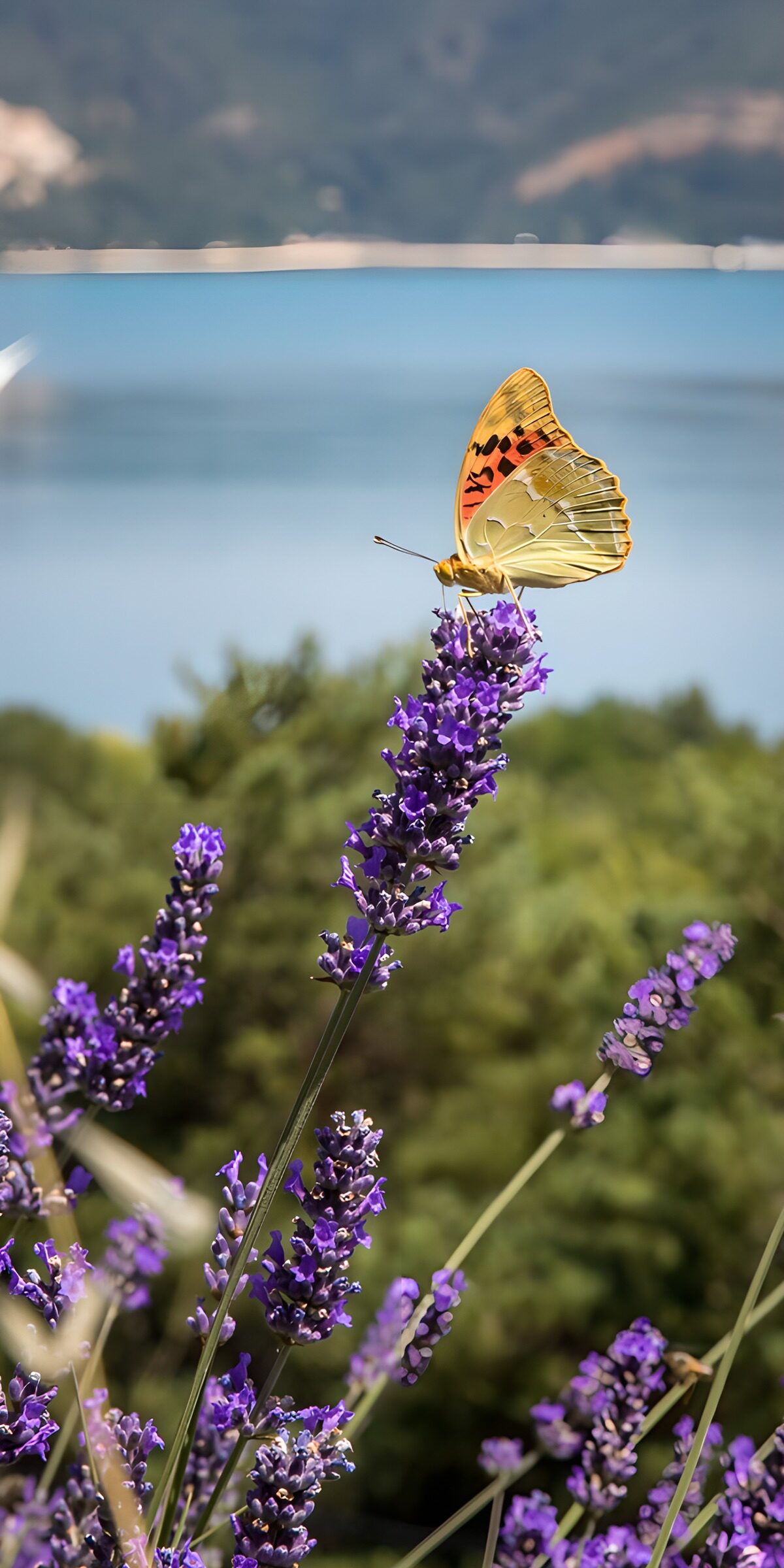 TPFR75130: Papillon sur lavande ensoleillée