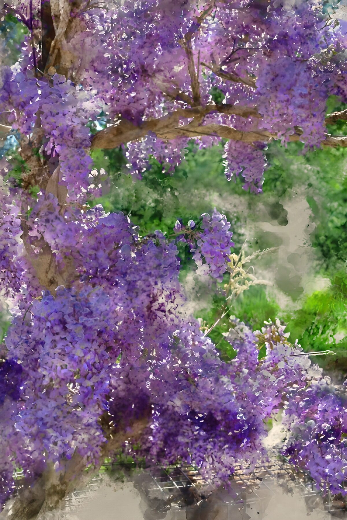 TPFR93985: Wisteria en fleurs au printemps