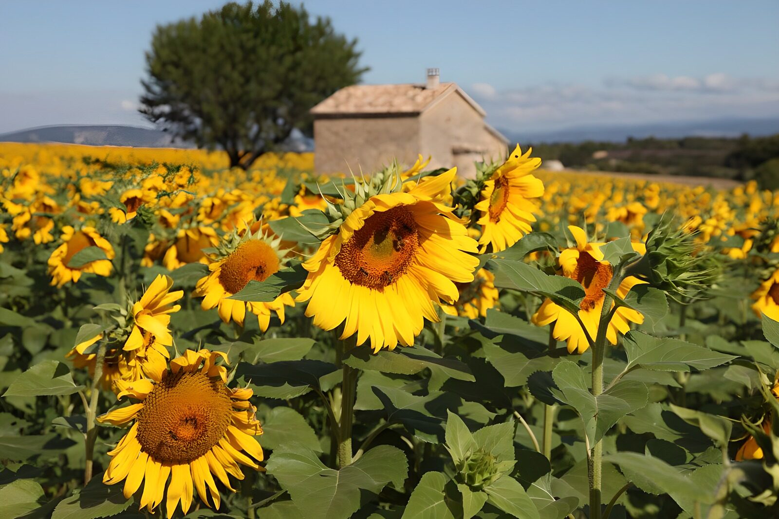 TPFR52035: Champs de tournesols en été