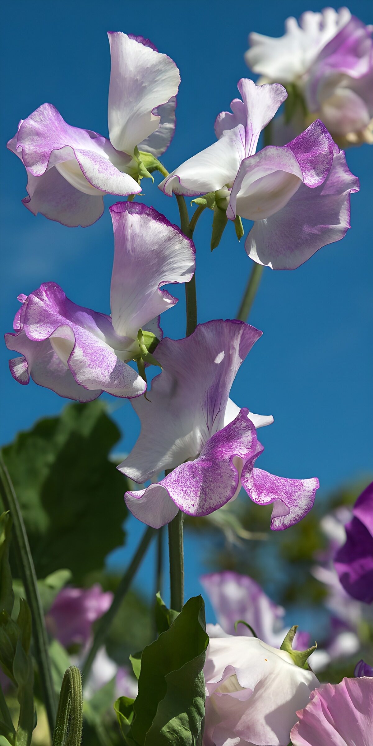TPFR23451: Douces fleurs de pois de senteur en fleur