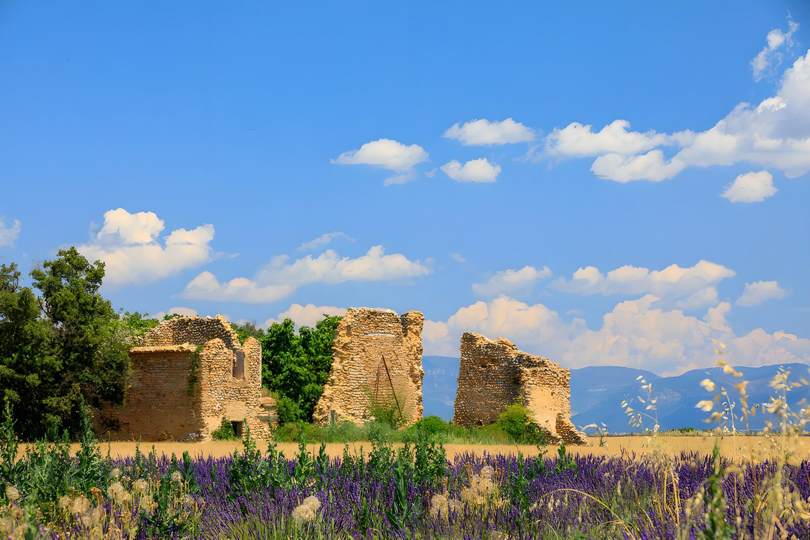 TPFR96091: Ruines anciennes dans un champ de fleurs