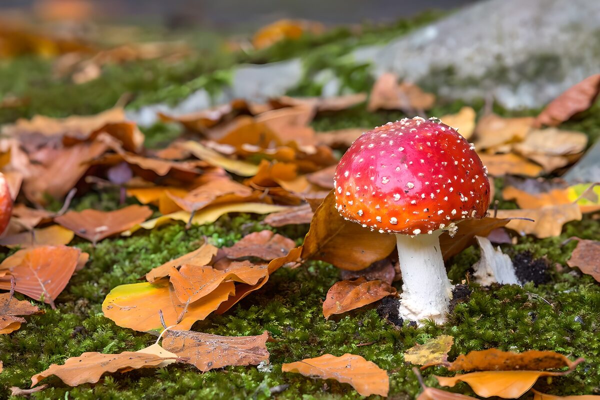 Champignon rouge sous les feuilles d'automne