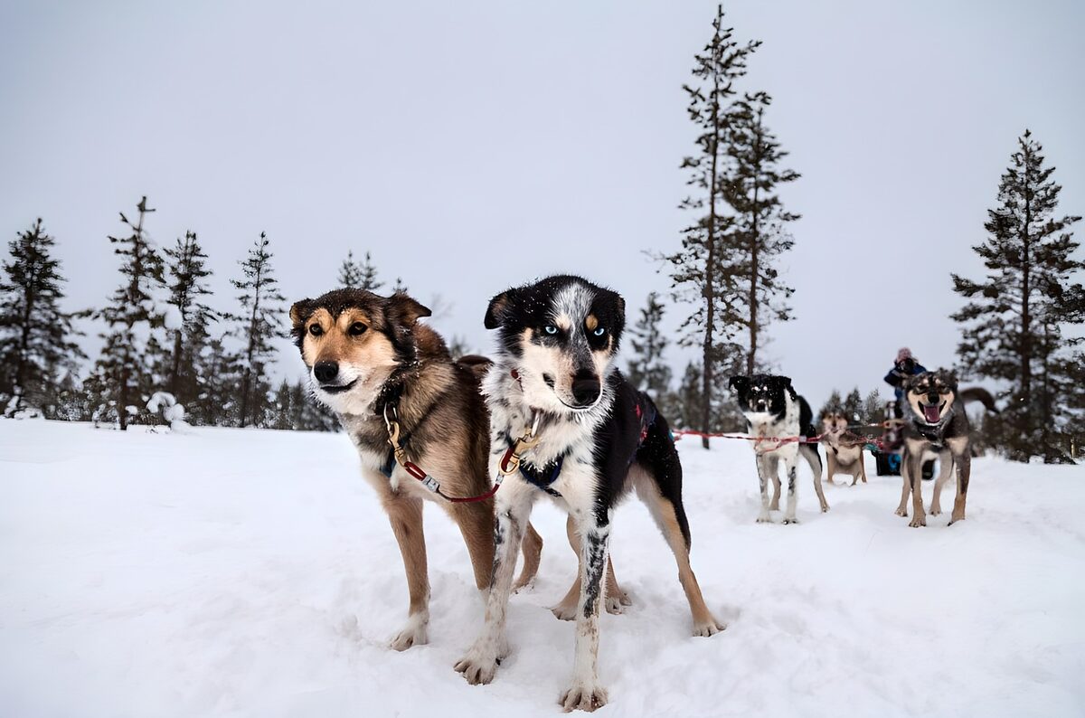 Chiens de traîneau dans la neige
