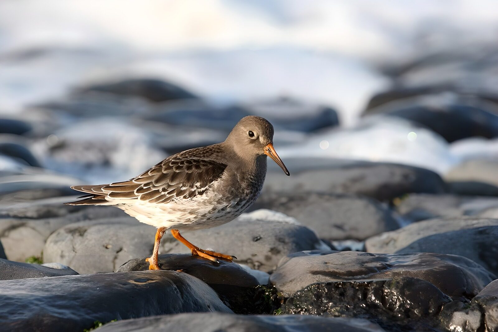 TPFR26359: Oiseau de rivage sur des rochers