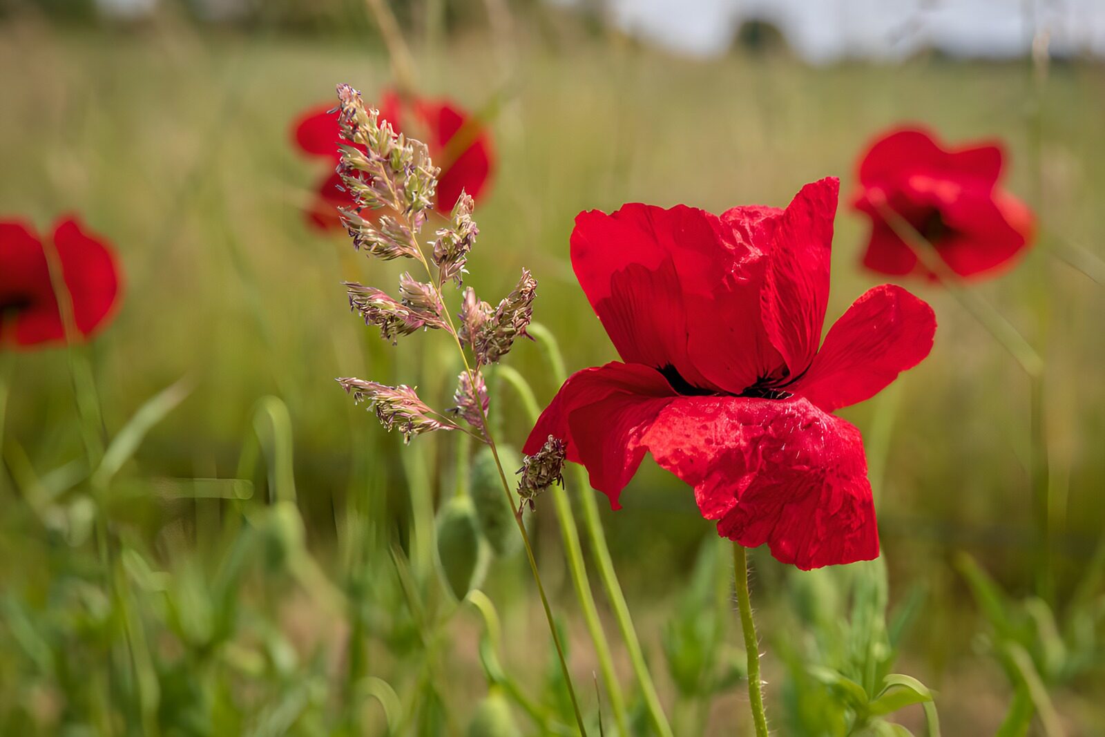 TPFR97515: Fleur de coquelicot dans un champ ensoleillé
