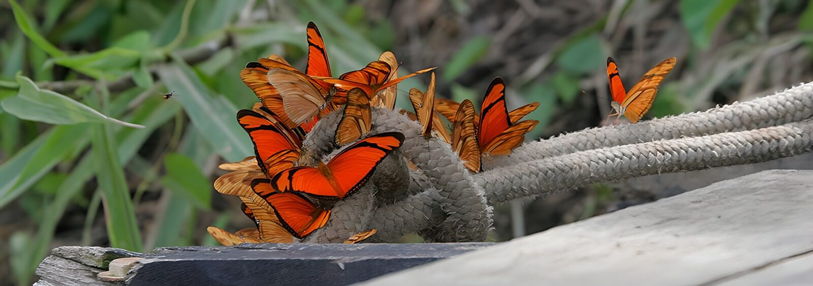 TPFR28980: Papillons orange sur une corde