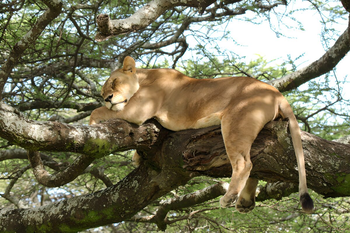 Lionne se reposant dans un arbre