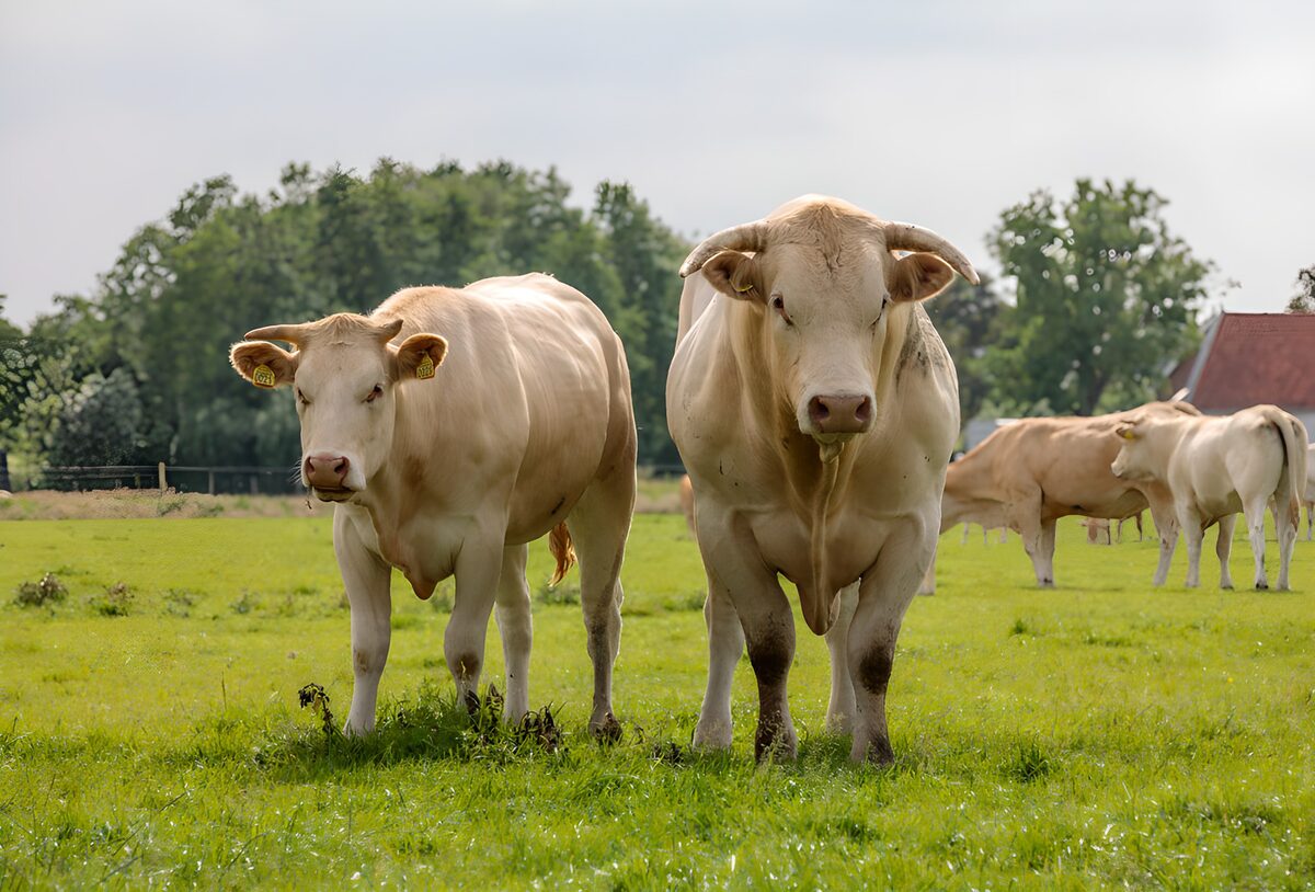 TPFR84195: Vaches dans un champ verdoyant