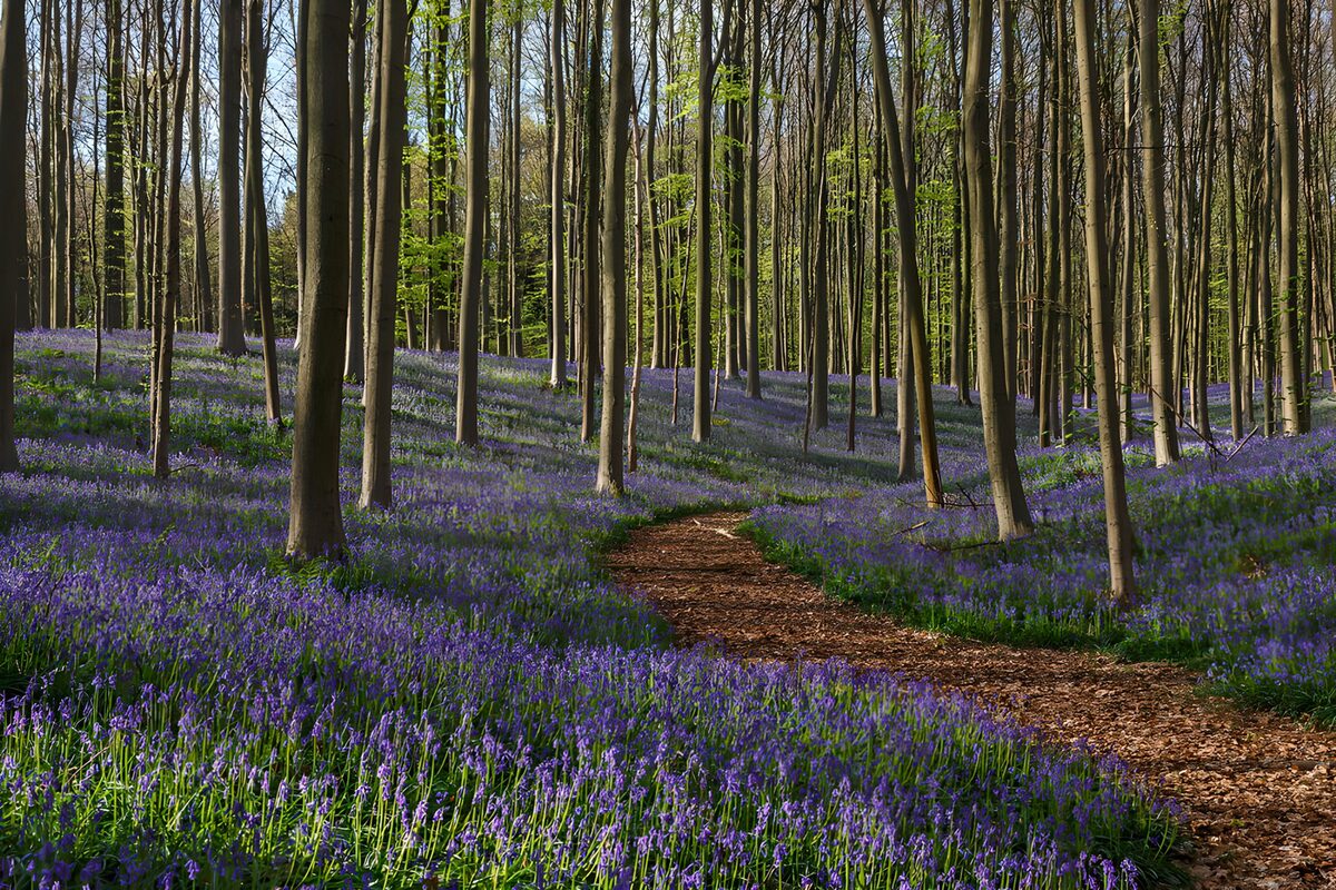 TPFR95571: Forêt de jacinthes sauvages en fleurs