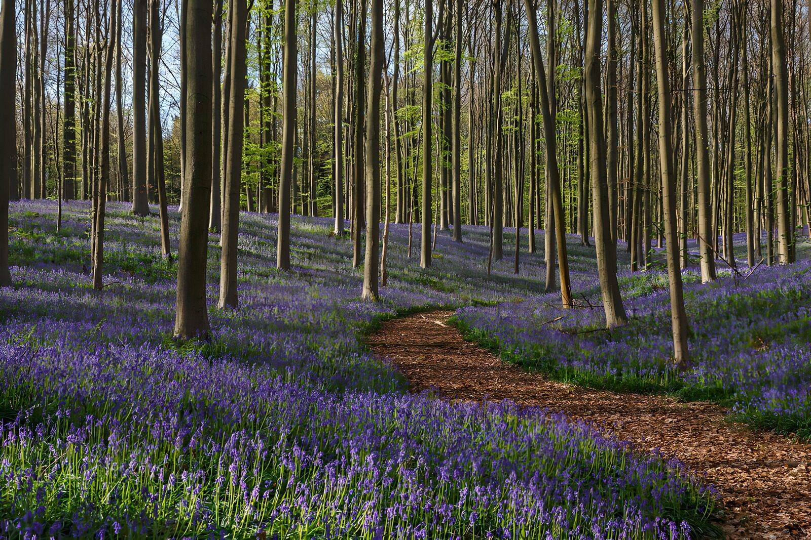 TPFR95571: Forêt de jacinthes sauvages en fleurs