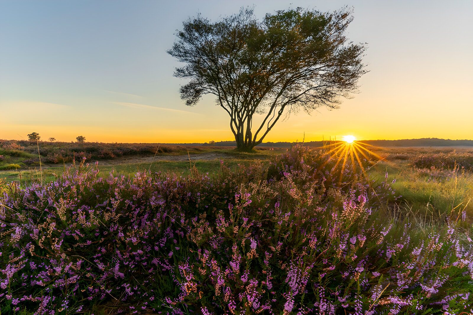 TPFR28827: Coucher de soleil sur la bruyère sauvage