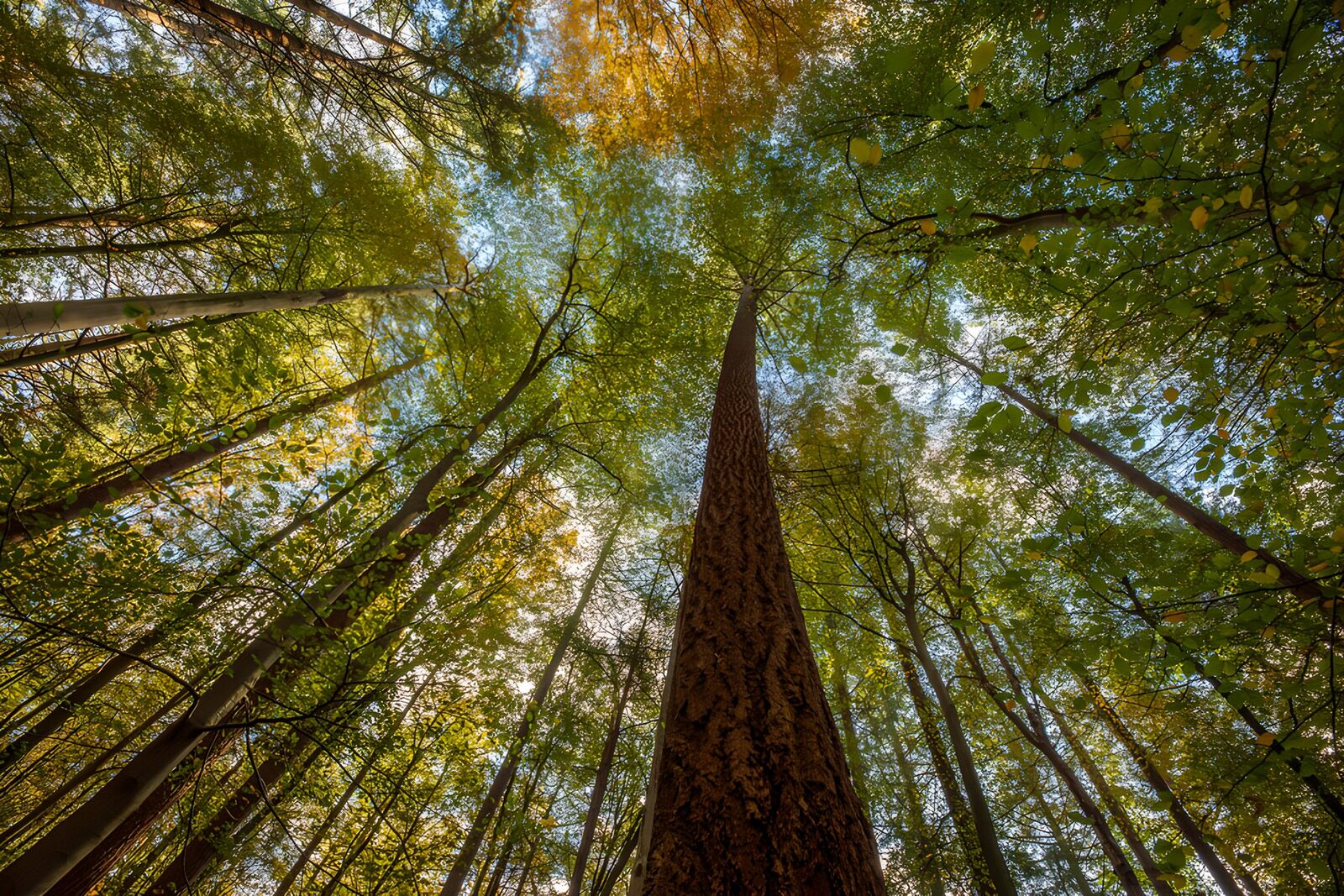 TPFR25738: Vue en hauteur d'une forêt luxuriante