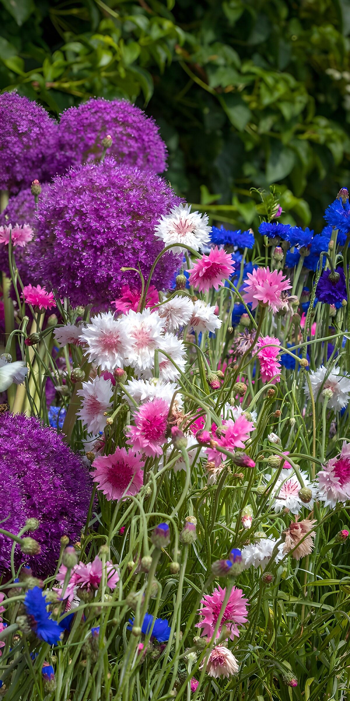 TPFR32959: Jardin fleuri aux couleurs vives