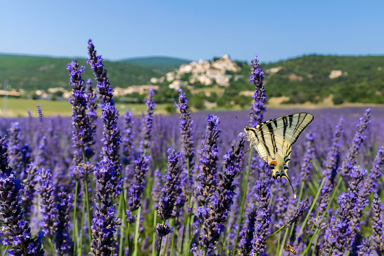 TPFR89170: Papillon et lavande en Provence
