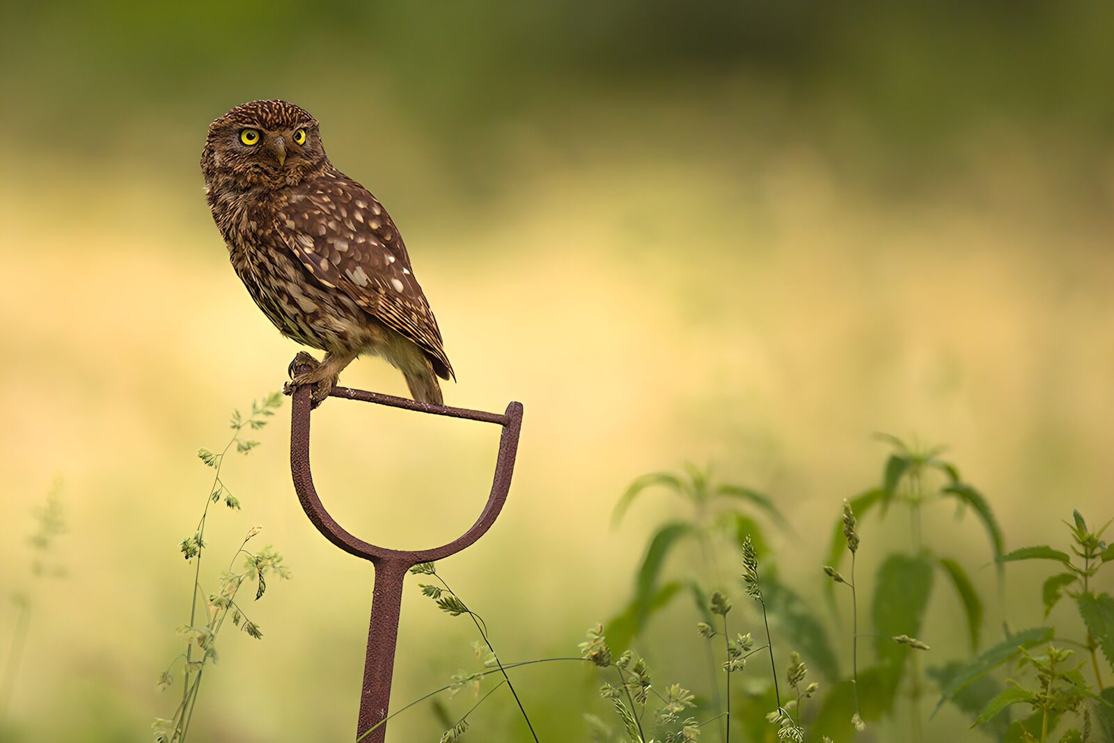 TPFR32837: Hibou perché sur un outil de jardin