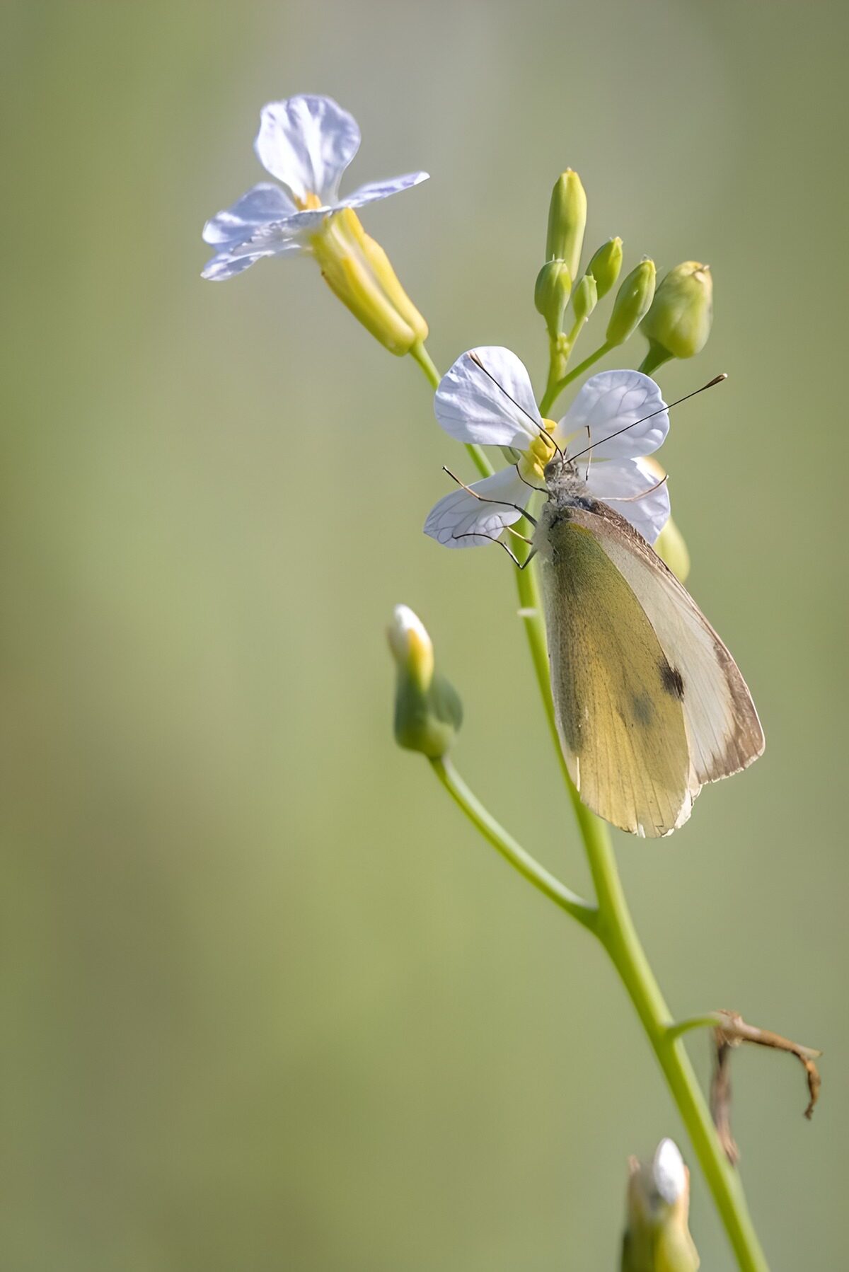 TPFR41866:  Papillon sur une fleur délicate