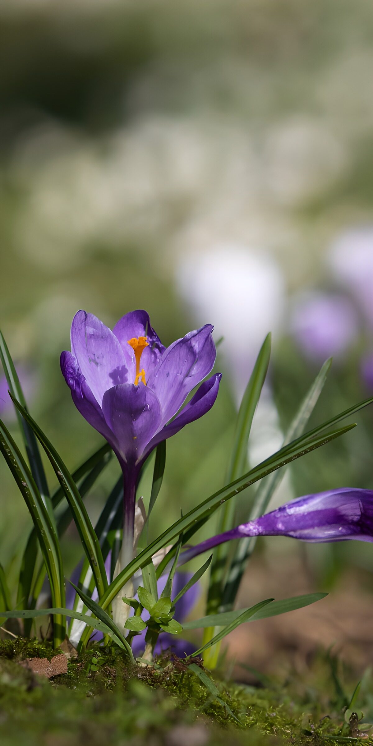 TPFR19589: Fleur de crocus éclatante